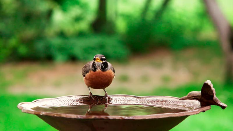 Wildlife Friendly Landscaping