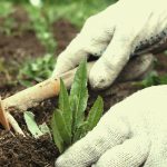 Weeding Your Garden Like A Professional